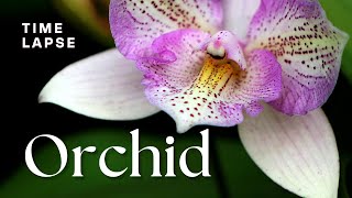 Timelapse Watch Orchid Flowers Bloom [upl. by Kalin835]