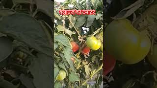 Hm clause tomato best tomato seed indian farmer टमाटर की खेती कैसे करें [upl. by Alvita]