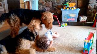 Airedale Terriers amp My 2 Year Old Toddler Playing Together [upl. by Plusch]