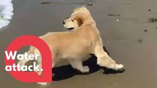 Adorable golden retriever pup sees the ocean for the very first time  SWNS [upl. by Aible]