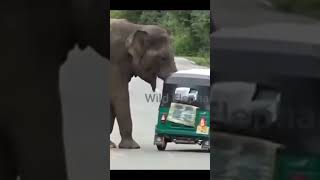 India attack high way elephant india [upl. by Darnoc]