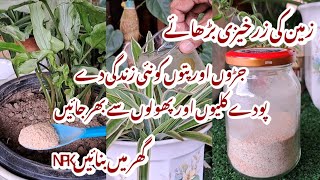 Cheap Liquid amp Powder Fertilizer  Har Ghar Mein Mojood  Healthy Plants amp Flowering  Winter Care [upl. by Ateuqram127]