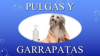 Trucos caseros para perrosPulgas y Garrapatas [upl. by Whitman]