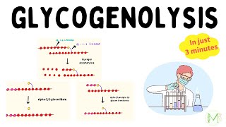 Glycogenolysis  In just 3 minutes  Biochemistry  Medinare [upl. by Oninrutas]