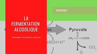 La fermentation alcoolique [upl. by Suiradal271]