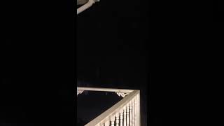 Must Watch TERRIFYING Sound FOX Screaming at NIGHT shorts foxscreaming TERRIFYINGSound mustwatch [upl. by Baelbeer]