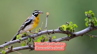 O canto da Escrevedeira somali  Emberiza poliopleura [upl. by Aivad]