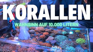 Der Korallen Wahnsinn auf 10000 Liter verteilt Zu Besuch bei Patrick Gast PG Korallenzucht [upl. by Bryce]