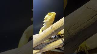 Dillion The Almighty exothermist beardeddragon reptiles [upl. by Nnyroc879]