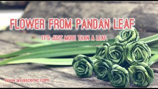 Flower from Pandan Leaf  Pandanus Leaves Flowers  Asia Scenic Thai Cooking School [upl. by Alexandra]