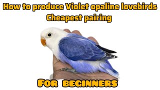 How to produce Violet opaline lovebirdsCheap pairinghow to use Genetic calculator lovebirds bird [upl. by Noraj]