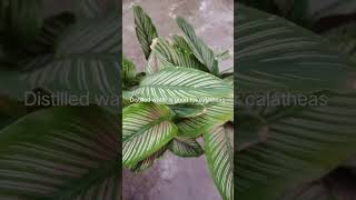 Essential tips for calathea plant indoorplants ytshorts gardening [upl. by Ainniz157]