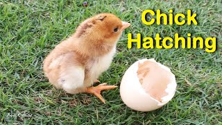 Egg To Chicken  Chicken Hatching From Egg Time lapse Video [upl. by Fiann48]