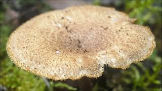 Le Polypore alvéolé ou Polypore arqué Polyporus arcularius Lentinus arcularius [upl. by Elolcin]