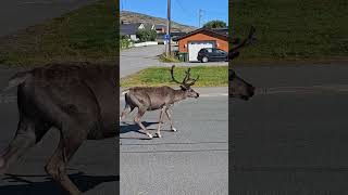 Reindeer In The City 🦌 😍 [upl. by Traver]