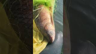 Fish shortvideo telugu fishing video 🐳🐟🐳🐳🐠 [upl. by Hanna373]