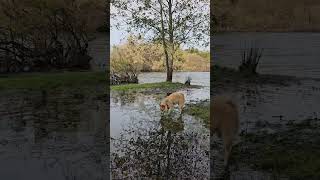 Mokelumne River Dog Explorer Fish Hatchery [upl. by Ayanej]