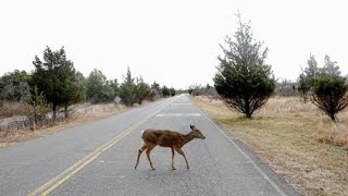 Deer crashes resulting in serious injuries reach decade high in Metro Detroit [upl. by Rockafellow589]