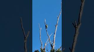 Güzel Ağaçkakan Woody Woodpecker kuslar birds bird birdslover nature naturelovers sveden [upl. by Salkin]