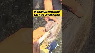 Intravenous injection in vein l dr Umar khan [upl. by Brina694]