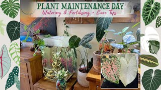 Watering  Fertilising  Leaf Cleaning  Repotting amp Caladium Update 💚🌿 [upl. by Wyne301]