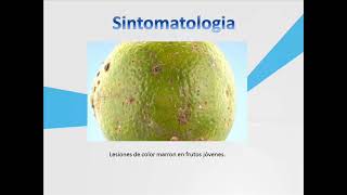 Alternaria alternata pv citri [upl. by Mela451]