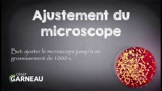 Paramécie sous microscope optique [upl. by Aelat]