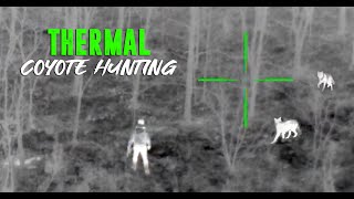 COYOTE HUNTING WITH THERMALS  The Untamed [upl. by Ahsienod]