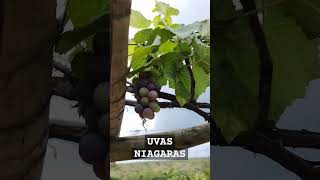 Estaleiro de uvas [upl. by Anna-Maria]