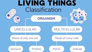 classification of Living Things vertebrates and and non vertebrateslearn with Lehria [upl. by Mairhpe870]