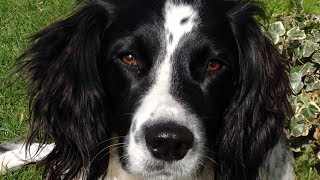 Why To Get An English Springer Spaniel [upl. by Ahsitruc621]