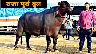 Raja Murrha Bull at PDFA  राजा की डेली डाइट का खर्चा है 2 हजार रूपये [upl. by Ormand767]