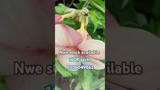 Allamanda plants for sale 4type available liveplants allamanda 8086049862 limitedstock [upl. by Aicilaanna]