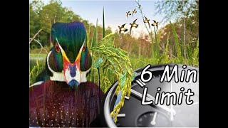 Six Minute LIMIT of Wood ducks  How to attract more Wood Ducks to YOUR Swamp [upl. by Haelak]