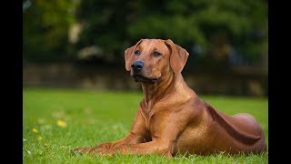 Top 10 Facts about Rhodesian Ridgeback [upl. by Barta]