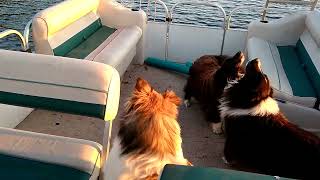 Happy Shelties Howling on the Boat [upl. by Faxun]