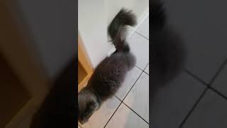 Nebelung cat Sky makes such cute noises [upl. by Akemyt]