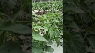 Tomato  best Planting distance  Saaho [upl. by Dnaltiak630]