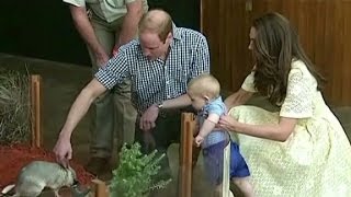 Prince George meets his bilby namesake at zoo [upl. by Ardenia]