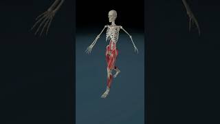 Anatomy  Foot Slap Gait health 3danatomy doctor [upl. by Mahgem]