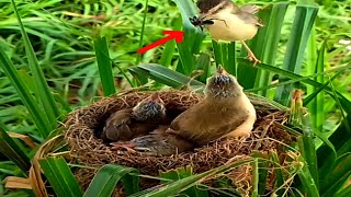 Both barwinged prinia birds bring black spiders to feed their young [upl. by Sarine]