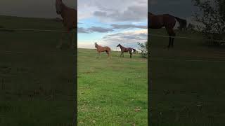 The Horses Were Very Crazy Today 😅😂 justlikejade horse crazyhorses [upl. by Gloriana465]