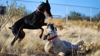 Doberman takes on Kangal  Two breeds playing hard [upl. by Deloria]