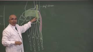 COURS ANATOMIE 16 Main  vascul memb sup [upl. by Rhonda812]