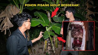 MASUKAN WUJUD POCONG KE DALAM POHON PISANG POHONYA JADI BERGERAK [upl. by Honniball]