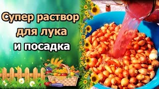 СУПЕР РАСТВОР ДЛЯ ПОДГОТОВКИ ЛУКА СЕВКА ПОСАДКА В ОТКРЫТЫЙ ГРУНТ [upl. by Aseram]