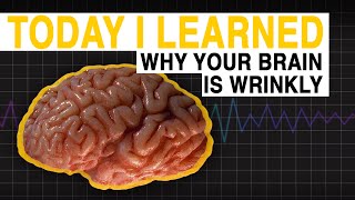 TIL Why Your Brain is Wrinkly  Today I Learned [upl. by Nohsram]