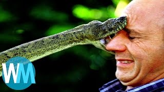 Top 10 des serpents les plus DANGEREUX du monde [upl. by Cross416]