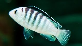 Labidochromis Nkali [upl. by Ahsienak]