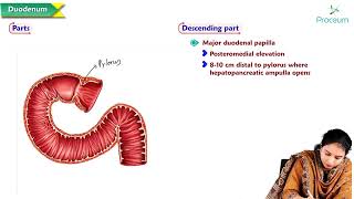 10 Duodenum Anatomy  MBBS Lecture [upl. by Kline]